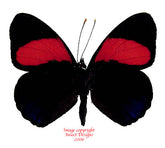 Callicore cajetani (Peru)